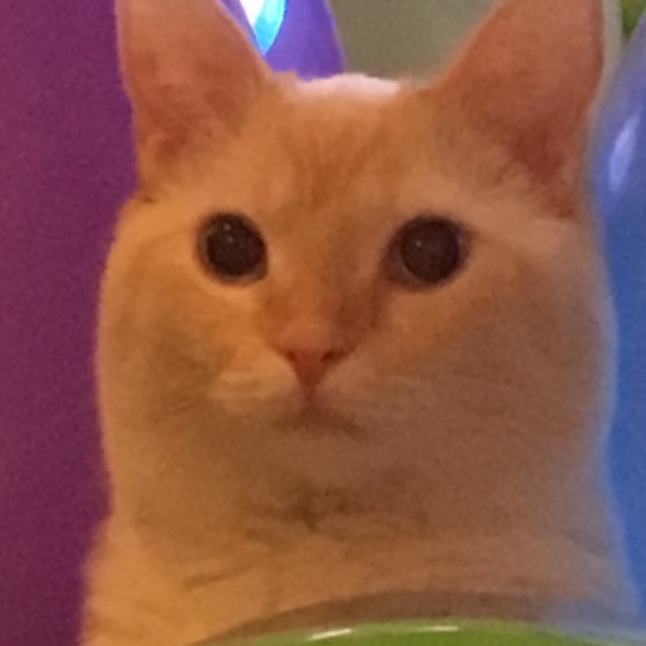 Meet your Posher, Sarah - Picture 1 of 1